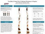 The Effect of Head Tilt on Cuteness Perception in Puppies by Catrina H. White and Donald A. Varakin